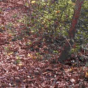 Fall leaves at Washington Crossing State Park